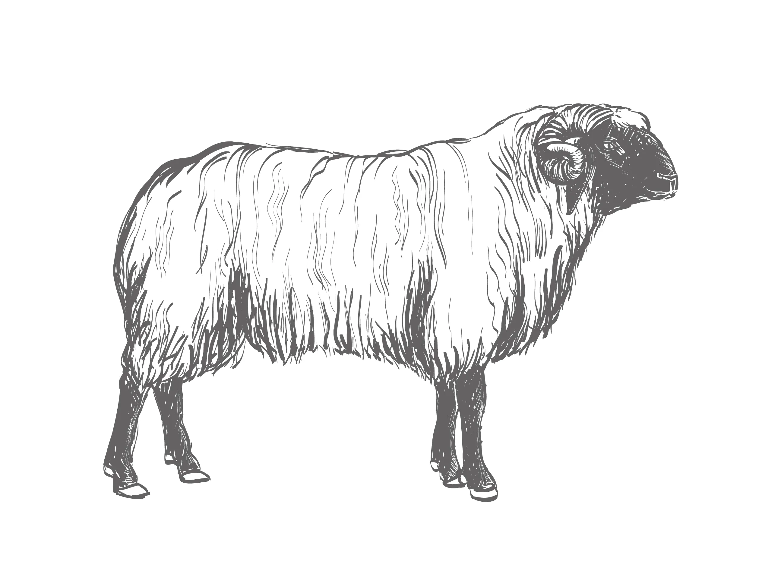 Tiroler Steinschaf Wolle